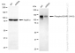 KD-Validated Anti-Phospho-BCAR1 (Y410) Rabbit Monoclonal Antibody
