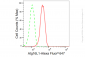 KD-Validated Anti-Atg16L1 Rabbit Monoclonal Antibody