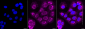 KD-Validated Anti-Atg16L1 Rabbit Monoclonal Antibody