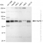 KD-Validated Anti-Atg16L1 Rabbit Monoclonal Antibody