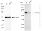 KD-Validated Anti-Atg16L1 Rabbit Monoclonal Antibody