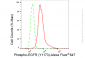 KD-Validated Anti-Phospho-EGFR (Y1173) Rabbit Monoclonal Antibody