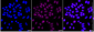KD-Validated Anti-Phospho-EGFR (Y1173) Rabbit Monoclonal Antibody