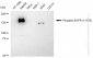 KD-Validated Anti-Phospho-EGFR (Y1173) Rabbit Monoclonal Antibody