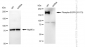 KD-Validated Anti-Phospho-EGFR (Y1173) Rabbit Monoclonal Antibody