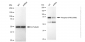 KD-Validated Anti-Phospho-eIF4B (S406) Rabbit Monoclonal Antibody