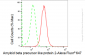 KD-Validated Anti-Amyloid beta precursor like protein 2 Rabbit Monoclonal Antibody