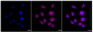 KD-Validated Anti-Amyloid beta precursor like protein 2 Rabbit Monoclonal Antibody