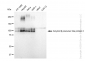 KD-Validated Anti-Amyloid beta precursor like protein 2 Rabbit Monoclonal Antibody