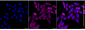 KD-Validated Anti-EIF4E Rabbit Monoclonal Antibody