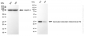 KD-Validated Anti-EIF4E Rabbit Monoclonal Antibody