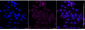 KD-Validated Anti-ACADM Rabbit Monoclonal Antibody