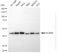 KD-Validated Anti-ACADM Rabbit Monoclonal Antibody