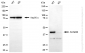 KD-Validated Anti-ACADM Rabbit Monoclonal Antibody