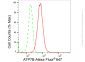 KD-Validated Anti-ATP7B Rabbit Monoclonal Antibody