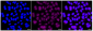 KD-Validated Anti-ATP7B Rabbit Monoclonal Antibody