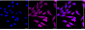 KD-Validated Anti-Phosphogluconate Dehydrogenase Rabbit Monoclonal Antibody