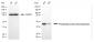 KD-Validated Anti-Phosphogluconate Dehydrogenase Rabbit Monoclonal Antibody