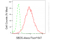 KD-Validated Anti-SBDS Ribosome MatuRation Factor Rabbit Monoclonal Antibody