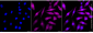 KD-Validated Anti-SBDS Ribosome MatuRation Factor Rabbit Monoclonal Antibody