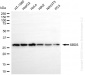KD-Validated Anti-SBDS Ribosome MatuRation Factor Rabbit Monoclonal Antibody