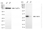 KD-Validated Anti-SBDS Ribosome MatuRation Factor Rabbit Monoclonal Antibody