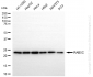 KD-Validated Anti-RAB5C Rabbit Monoclonal Antibody