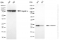KD-Validated Anti-RAB5C Rabbit Monoclonal Antibody