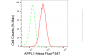 KD-Validated Anti-APPL1 Rabbit Monoclonal Antibody