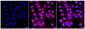 KD-Validated Anti-APPL1 Rabbit Monoclonal Antibody