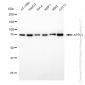 KD-Validated Anti-APPL1 Rabbit Monoclonal Antibody