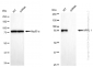 KD-Validated Anti-APPL1 Rabbit Monoclonal Antibody