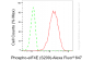 KD-Validated Anti-Phospho-eIF4E (S209) Rabbit Monoclonal Antibody