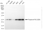 KD-Validated Anti-Phospho-eIF4E (S209) Rabbit Monoclonal Antibody