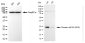 KD-Validated Anti-Phospho-eIF4E (S209) Rabbit Monoclonal Antibody