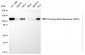 KD-Validated Anti-Phospho-Retinoblastoma (S807) Rabbit Monoclonal Antibody