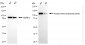 KD-Validated Anti-Phospho-Retinoblastoma (S807) Rabbit Monoclonal Antibody