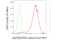 KD-Validated Anti-Sequestosome 1 Rabbit Monoclonal Antibody