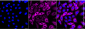KD-Validated Anti-Sequestosome 1 Rabbit Monoclonal Antibody