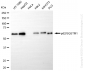 KD-Validated Anti-Sequestosome 1 Rabbit Monoclonal Antibody