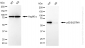 KD-Validated Anti-Sequestosome 1 Rabbit Monoclonal Antibody