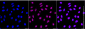 KD-Validated Anti-Transcription Factor 7 Like 2 Rabbit Monoclonal Antibody