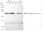 KD-Validated Anti-Transcription Factor 7 Like 2 Rabbit Monoclonal Antibody