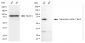KD-Validated Anti-Transcription Factor 7 Like 2 Rabbit Monoclonal Antibody