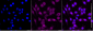 KD-Validated Anti-Thymidylate Synthase Rabbit Monoclonal Antibody
