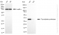 KD-Validated Anti-Thymidylate Synthase Rabbit Monoclonal Antibody