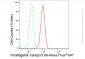 KD-Validated Anti-Intraflagellar transport 88 Rabbit Monoclonal Antibody