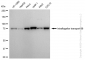 KD-Validated Anti-Intraflagellar transport 88 Rabbit Monoclonal Antibody
