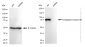 KD-Validated Anti-Intraflagellar transport 88 Rabbit Monoclonal Antibody