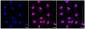 KD-Validated Anti-IQGAP2 Rabbit Monoclonal Antibody